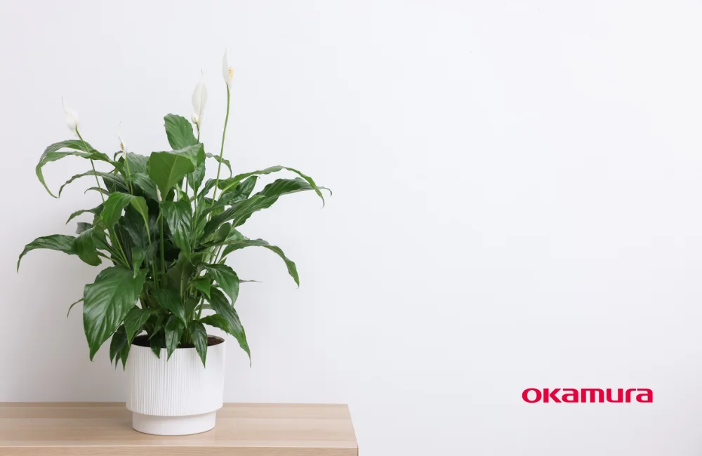 ต้นเดหลี