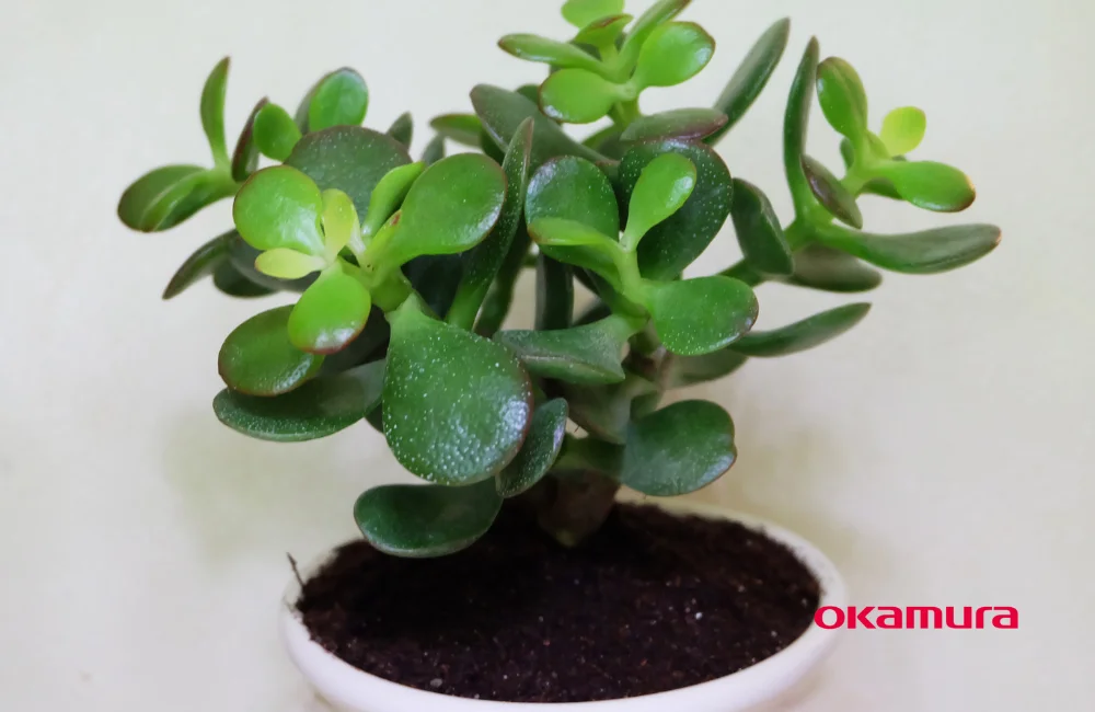 ต้นคลาสซูลา (ต้นใบเงิน)