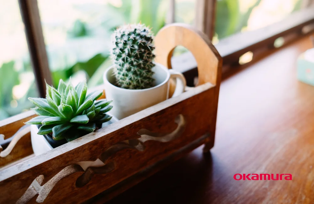 ต้นกระบองเพชร