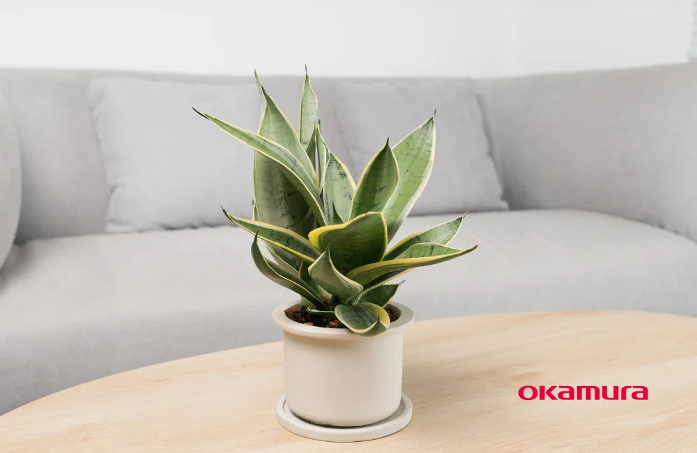 ต้นลิ้นมังกรแคระ