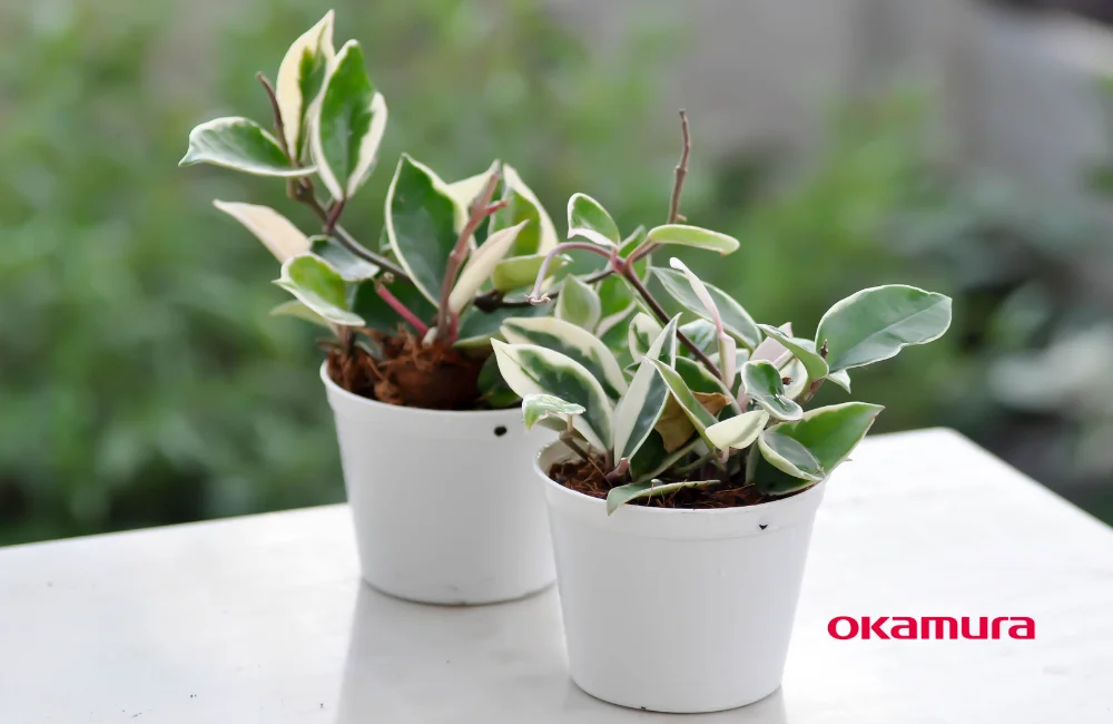 ต้นโฮย่า