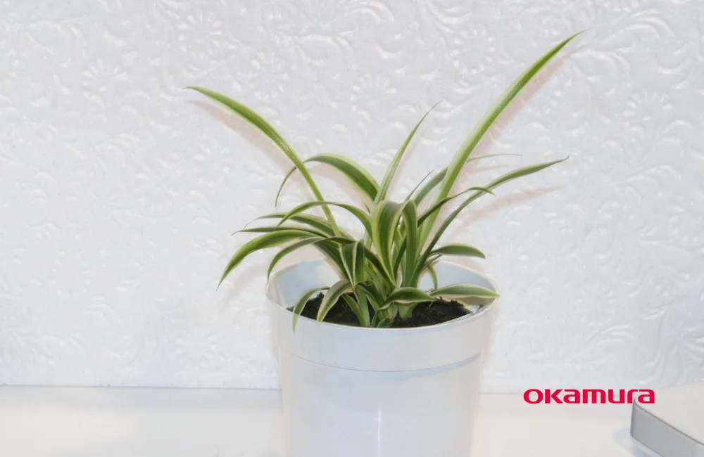 ต้นเศรษฐีเรือนใน