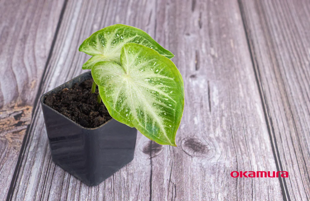 ต้นเงินไหลมา